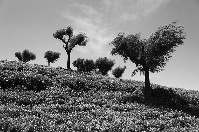 Papier peint Arbres Sentinelles